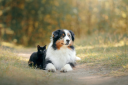 Premier Veterinary Group, Animal Emergency and Specialty Centers