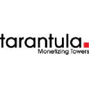 Tarantula India