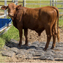 Taurus Mats