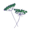 Verbena Digital