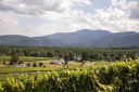 Veritas Vineyard