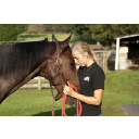 Warhorse Solutions
