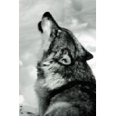 Wolfsong Media Limited