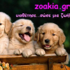 Zoakia.gr logo