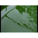 Environalgae