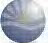 NewCrop logo