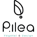 Pilea