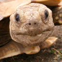 Tortoise Systems Private Limited logo