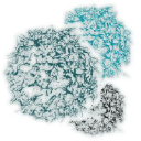 Aleta Biotherapeutics