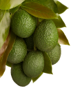 Henry Avocado Corporation logo