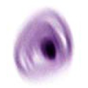 Zoobean