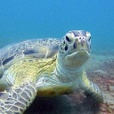 Stressfreecarrental.com