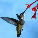 hummingbirdcare.co.uk