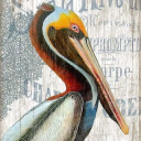 hungry-pelican.com