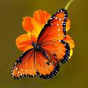 Ilovebutterfly