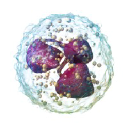 Immunyx Pharma