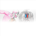 IPS HEART