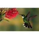 IT Hummingbird in Elioplus