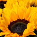 It's All About You, Centre for Complementary Health logo