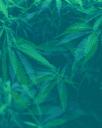 Joe’s Buds Cannabis Dispensary Logo