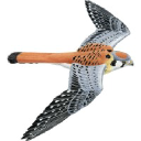 kestrel.edu