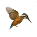 kingfisherroofing.com