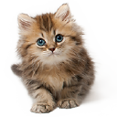 Kittensup4sale