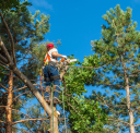Kodiak Tree Service logo