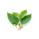 Logo for kokokratom.com