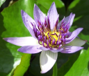 Ktbotanicals