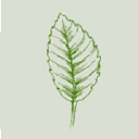 SOCIETE MOLLE