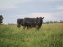Logo for lilyhillcattle.com