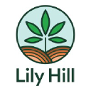 lilyhillcbd.com