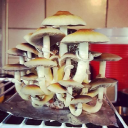 SHROOMS FARM