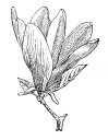 magnoliarealtyllc.com