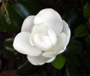 magnoliaspasalon.com