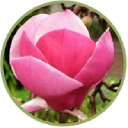 magnoliaswest.com