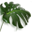 SLH