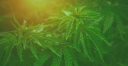 Marijuana Card Bakersfield