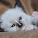 MIdwest Ragdolls