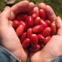 miraclefruitfarm.com