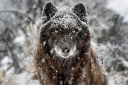 missionwolf.org