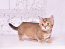 Munchkin Kittens 4 Homes