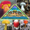 Logo for mushroommountain.com