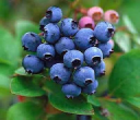 Nesbit Blueberry Plantation