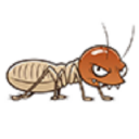 No Termite