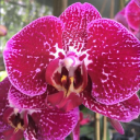 orchidexpressandleasing.com