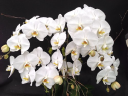 orchidsbyhausermann.com