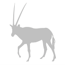 oryx-medicine.com