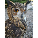 owl-help.org.uk